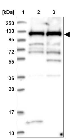 mpp8 Antibody - BSA Free Western Blot: mpp8 Antibody - BSA Free [NBP1-92135]