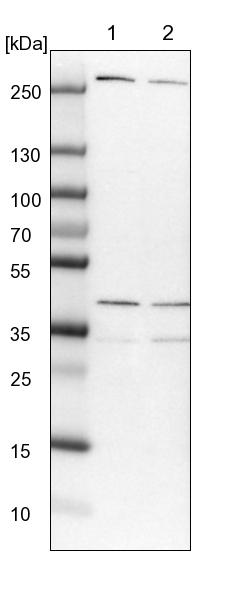 MRPL15 Antibody - BSA Free Western Blot: MRPL15 Antibody - BSA Free [NBP1-92137]