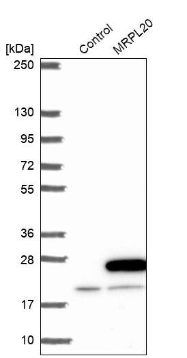 MRPL20 Antibody - BSA Free Western Blot: MRPL20 Antibody - BSA Free [NBP1-92138]