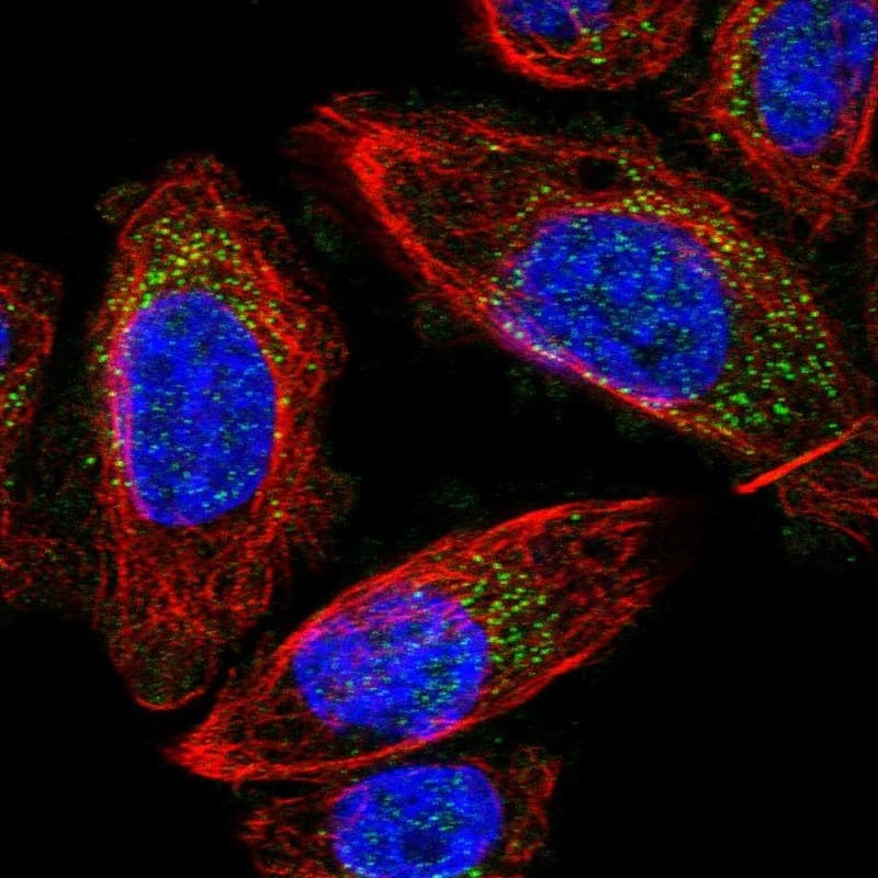 MRPS24 Antibody - BSA Free Immunocytochemistry/ Immunofluorescence: MRPS24 Antibody [NBP1-92140]