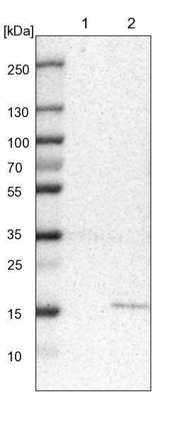 MRPS24 Antibody - BSA Free Western Blot: MRPS24 Antibody - BSA Free [NBP1-92140]