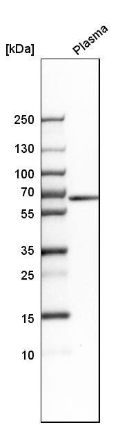 MUC13 Antibody - BSA Free Western Blot: MUC13 Antibody - BSA Free [NBP1-92147]