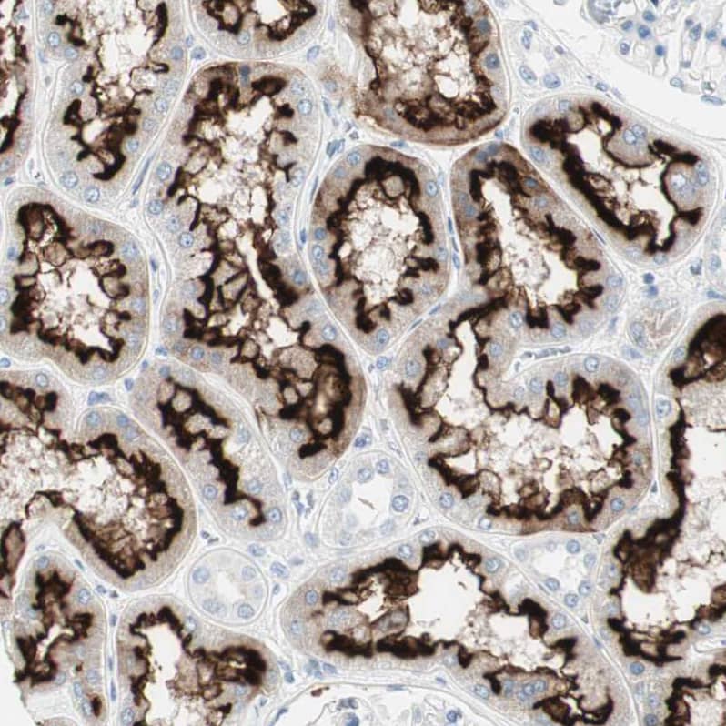 MUCDHL Antibody - BSA Free Immunohistochemistry-Paraffin: MUCDHL Antibody [NBP1-92149]