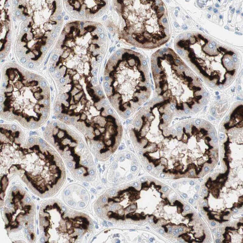 MUCDHL Antibody - BSA Free Immunohistochemistry: MUCDHL Antibody - BSA Free [NBP1-92149]