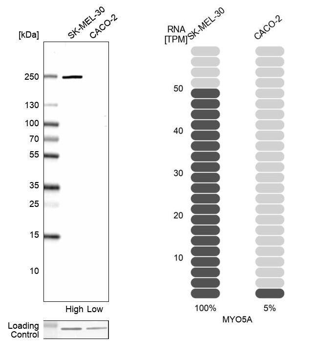 Myosin 5a Antibody - BSA Free Western Blot: Myosin 5a Antibody - BSA Free [NBP1-92156]