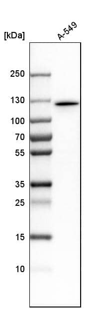 Myosin 1E Antibody - BSA Free Western Blot: Myosin 1E Antibody - BSA Free [NBP1-92158]