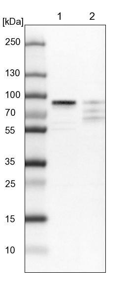 HBO1 Antibody - BSA Free Western Blot: HBO1 Antibody - BSA Free [NBP1-92161]