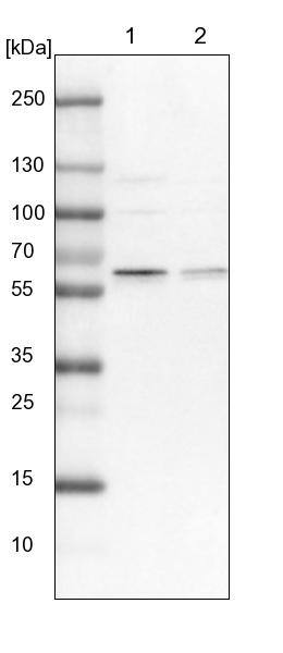 APPBP1 Antibody - BSA Free Western Blot: APPBP1 Antibody - BSA Free [NBP1-92162]