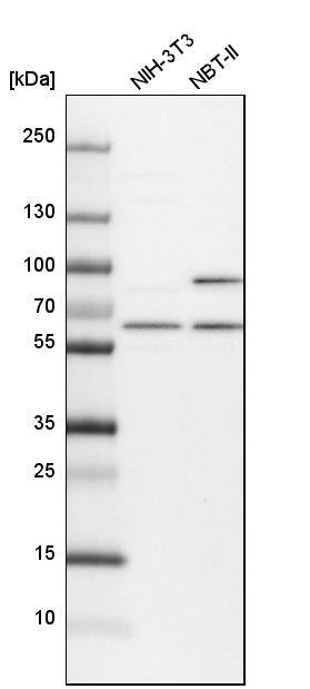 APPBP1 Antibody - BSA Free Western Blot: APPBP1 Antibody - BSA Free [NBP1-92163]