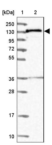 NARG1L Antibody - BSA Free Western Blot: NARG1L Antibody - BSA Free [NBP1-92167]