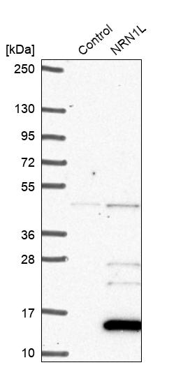 NRN1L Antibody - BSA Free Western Blot: NRN1L Antibody - BSA Free [NBP1-92176]