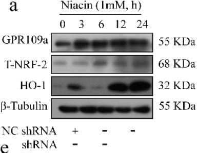HM74A/PUMA-G/GPR109A/NIACR1 Antibody - BSA Free