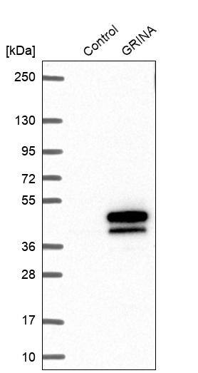 NMDARA1 Antibody - BSA Free Western Blot: NMDARA1 Antibody - BSA Free [NBP1-92187]