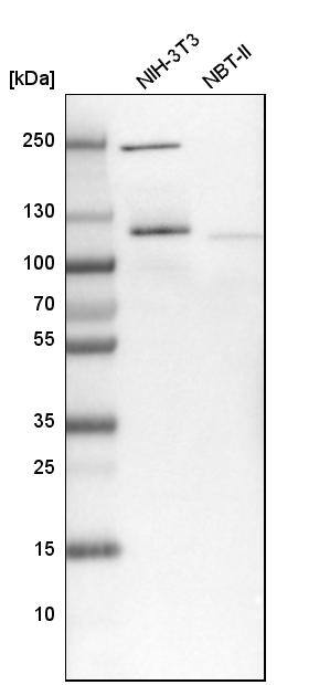 NOL1 Antibody - BSA Free Western Blot: NOL1 Antibody - BSA Free [NBP1-92192]