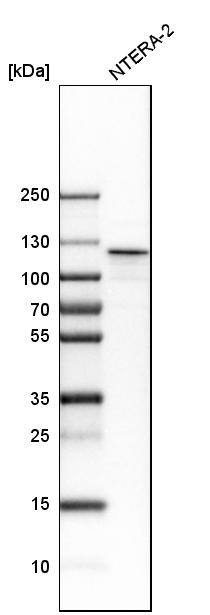 NOL1 Antibody - BSA Free Western Blot: NOL1 Antibody - BSA Free [NBP1-92192]