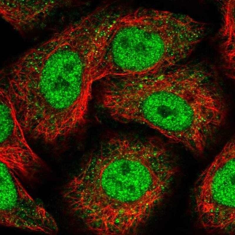 Nope/IGDCC4 Antibody - BSA Free Immunocytochemistry/ Immunofluorescence: Nope/IGDCC4 Antibody [NBP1-92195]
