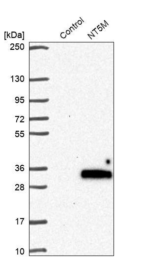 NT5M Antibody - BSA Free Western Blot: NT5M Antibody - BSA Free [NBP1-92203]