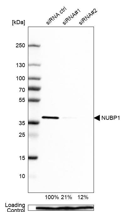NUBP1 Antibody - BSA Free Western Blot: NUBP1 Antibody - BSA Free [NBP1-92204]