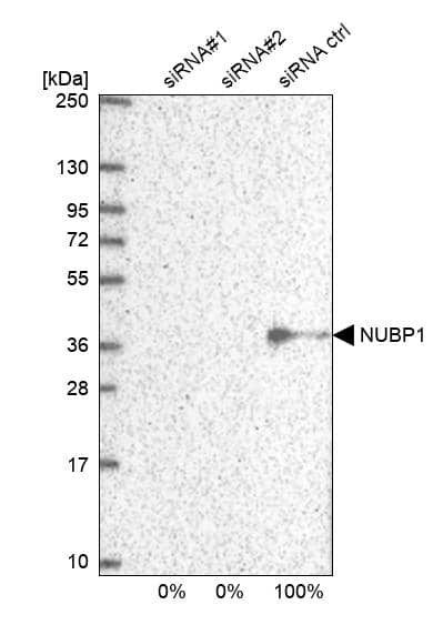 NUBP1 Antibody - BSA Free Western Blot: NUBP1 Antibody - BSA Free [NBP1-92205]