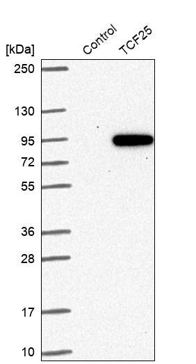 NULP1 Antibody - BSA Free Western Blot: NULP1 Antibody - BSA Free [NBP1-92210]