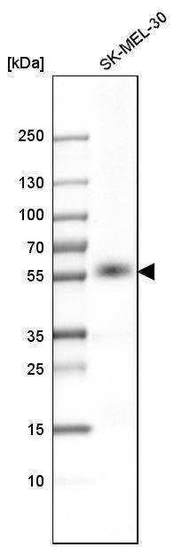 P2X4 Antibody - BSA Free Western Blot: P2X4 Antibody - BSA Free [NBP1-92239]