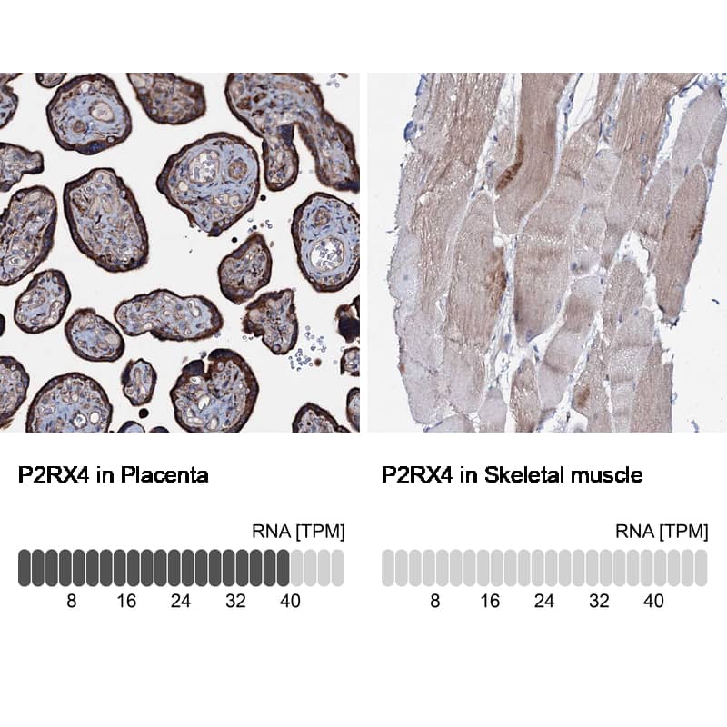 P2X4 Antibody - BSA Free Immunohistochemistry: P2X4 Antibody - BSA Free [NBP1-92239]