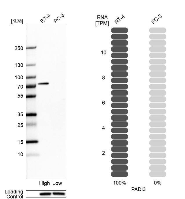 PAD3 Antibody - BSA Free Western Blot: PAD3 Antibody - BSA Free [NBP1-92240]