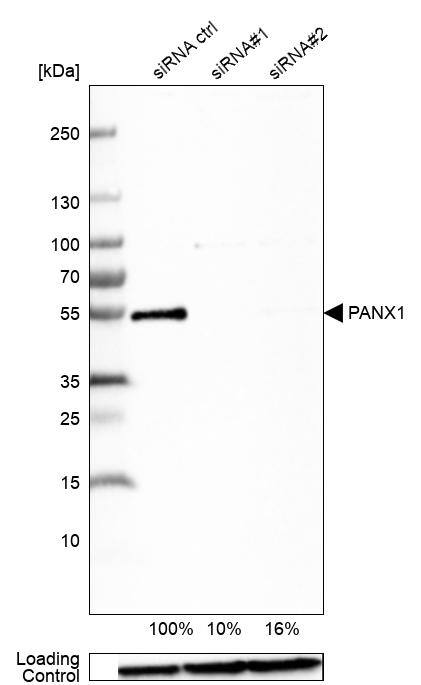 Pannexin-1 Antibody - BSA Free Western Blot: Pannexin-1 Antibody - BSA Free [NBP1-92241]