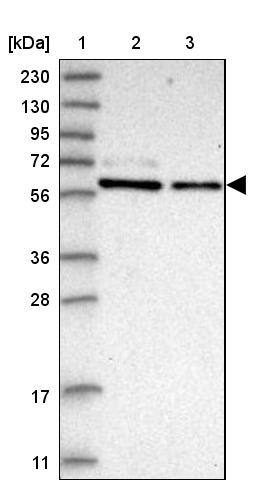 PDIR Antibody - BSA Free Western Blot: PDIR Antibody - BSA Free [NBP1-92252]