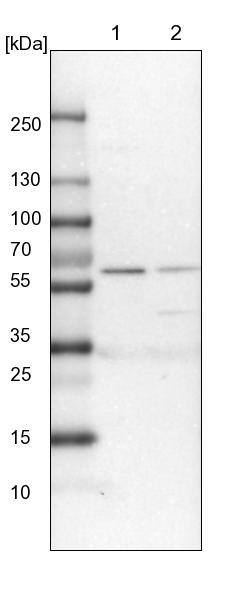 PDIR Antibody - BSA Free Western Blot: PDIR Antibody - BSA Free [NBP1-92252]