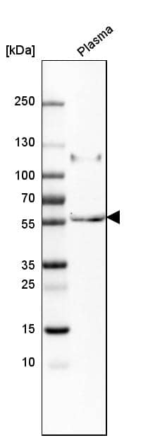 Peptidase Inhibitor 16/PI16 Antibody - BSA Free Western Blot: Peptidase Inhibitor 16/PI16 Antibody - BSA Free [NBP1-92254]