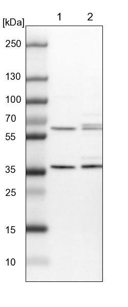 PEX19 Antibody - BSA Free Western Blot: PEX19 Antibody - BSA Free [NBP1-92255]
