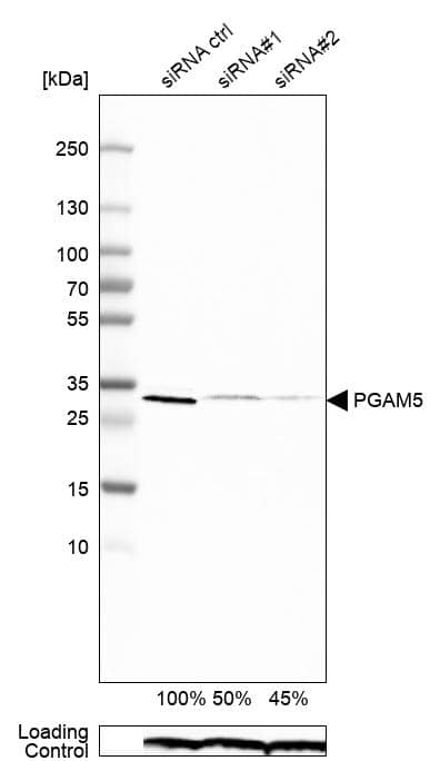 PGAM5 Antibody - BSA Free Western Blot: PGAM5 Antibody - BSA Free [NBP1-92257]