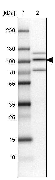PIMT Antibody - BSA Free Western Blot: PIMT Antibody - BSA Free [NBP1-92271]