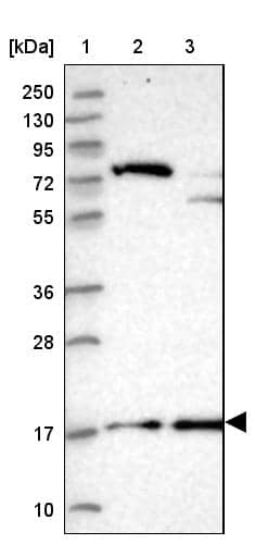 POLR2D Antibody - BSA Free Western Blot: POLR2D Antibody - BSA Free [NBP1-92280]