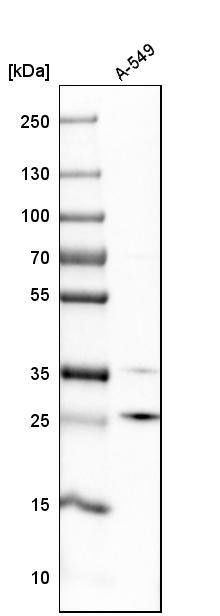 POP4 Antibody - BSA Free Western Blot: POP4 Antibody - BSA Free [NBP1-92281]