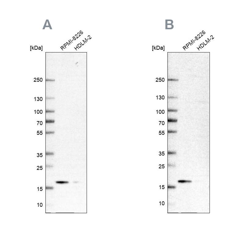 Proapoptotic Caspase Adaptor Protein Antibody - BSA Free Western Blot: Proapoptotic Caspase Adaptor Protein Antibody - BSA Free [NBP1-92287]