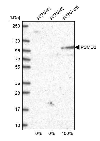 Proteasome 19S 10B Antibody - BSA Free Western Blot: Proteasome 19S 10B Antibody - BSA Free [NBP1-92291]