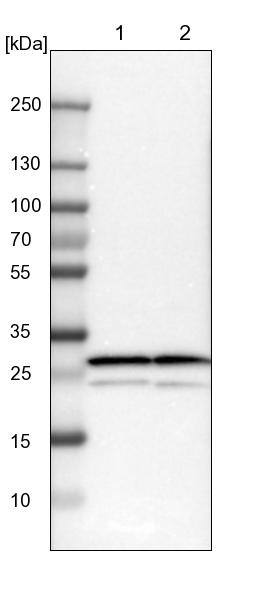 Proteasome 20S alpha 3 Antibody - BSA Free Western Blot: Proteasome 20S alpha 3 Antibody - BSA Free [NBP1-92293]