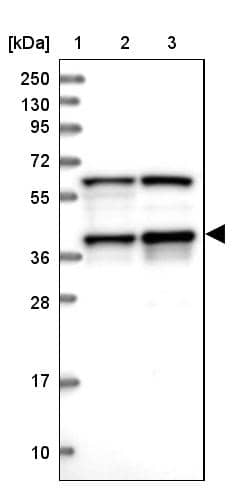 PRP18 Antibody - BSA Free Western Blot: PRP18 Antibody - BSA Free [NBP1-92297]