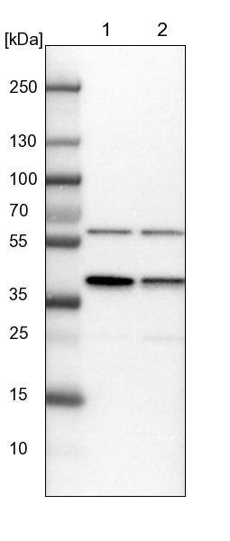 PRP18 Antibody - BSA Free Western Blot: PRP18 Antibody - BSA Free [NBP1-92297]