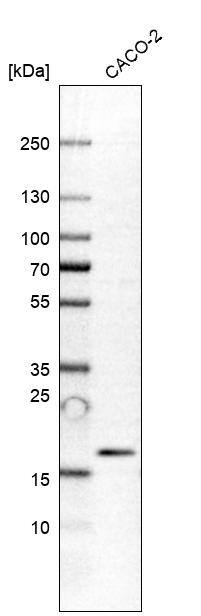 PRR13 Antibody - BSA Free Western Blot: PRR13 Antibody - BSA Free [NBP1-92299]