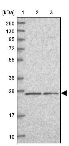 PSF3 Antibody - BSA Free Western Blot: PSF3 Antibody - BSA Free [NBP1-92300]