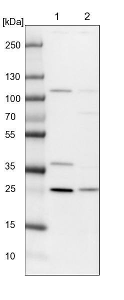 PSF3 Antibody - BSA Free Western Blot: PSF3 Antibody - BSA Free [NBP1-92300]