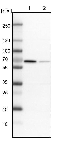 RAI16 Antibody - BSA Free Western Blot: RAI16 Antibody - BSA Free [NBP1-92313]