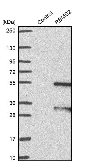 RBMS2 Antibody - BSA Free Western Blot: RBMS2 Antibody - BSA Free [NBP1-92321]