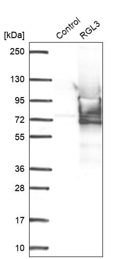 RGL3 Antibody - BSA Free Western Blot: RGL3 Antibody - BSA Free [NBP1-92326]