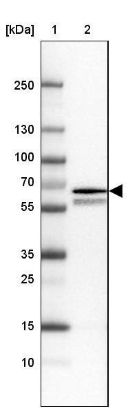 RGL3 Antibody - BSA Free Western Blot: RGL3 Antibody - BSA Free [NBP1-92327]