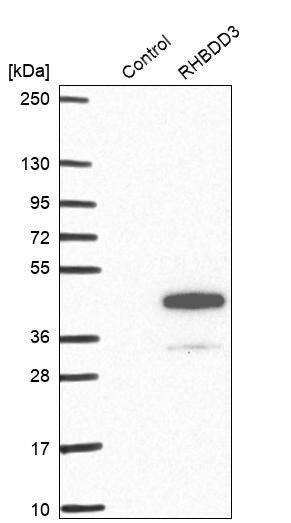 RHBDD3 Antibody - BSA Free Western Blot: RHBDD3 Antibody - BSA Free [NBP1-92331]