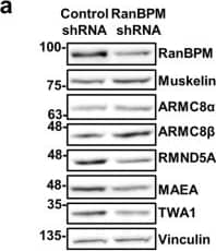 RMND5A Antibody